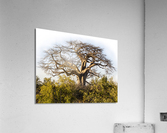 baobob Acrylic Print