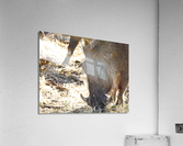 pumba Acrylic Print