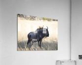 wildabeast Acrylic Print