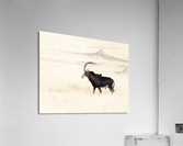 sable 11 x 8.5 Acrylic Print