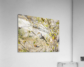 zazu Acrylic Print