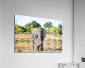 elephant dirt Acrylic Print