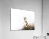 giraffe Acrylic Print