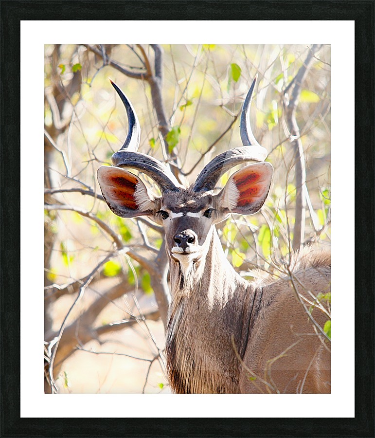 KUDU Picture Frame print