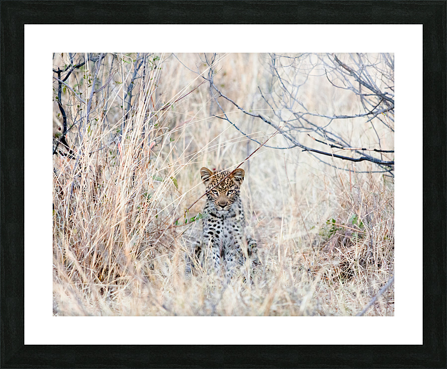 Baby Leopard sitting Picture Frame print