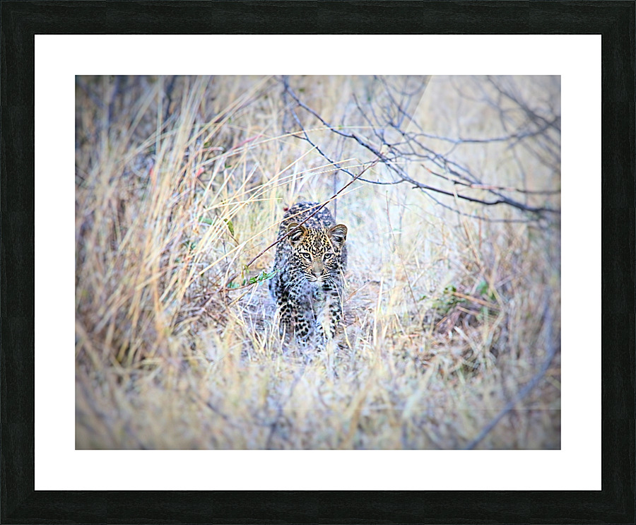 Baby Leopard Picture Frame print