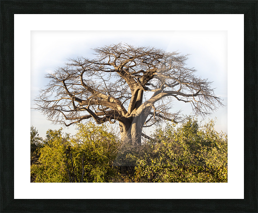 baobob Picture Frame print