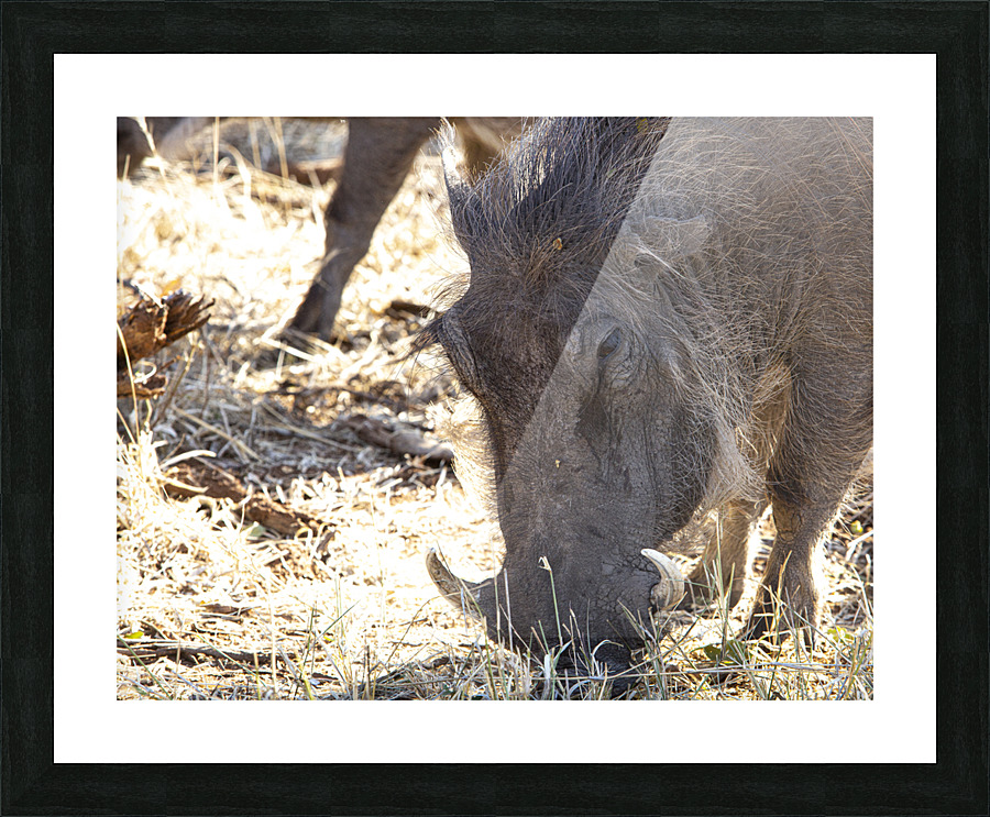 pumba Picture Frame print