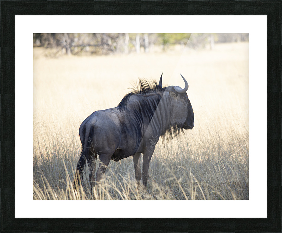 wildabeast Picture Frame print