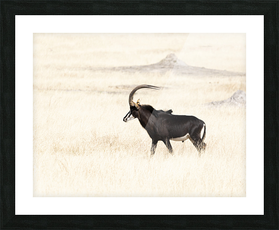 sable 11 x 8.5 Picture Frame print