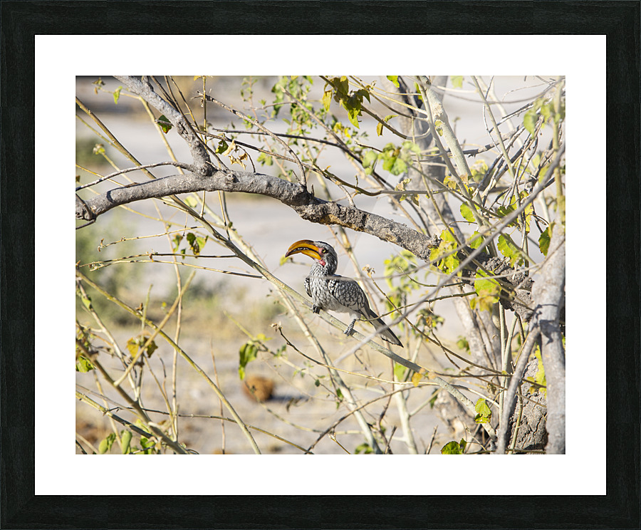 zazu Picture Frame print