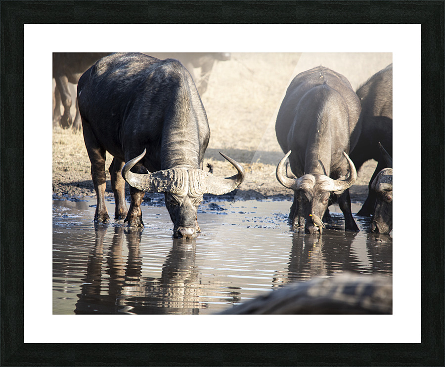 cape buffalo Picture Frame print