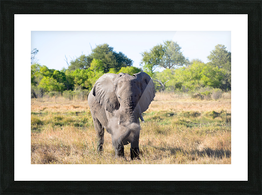 elephant dirt Picture Frame print