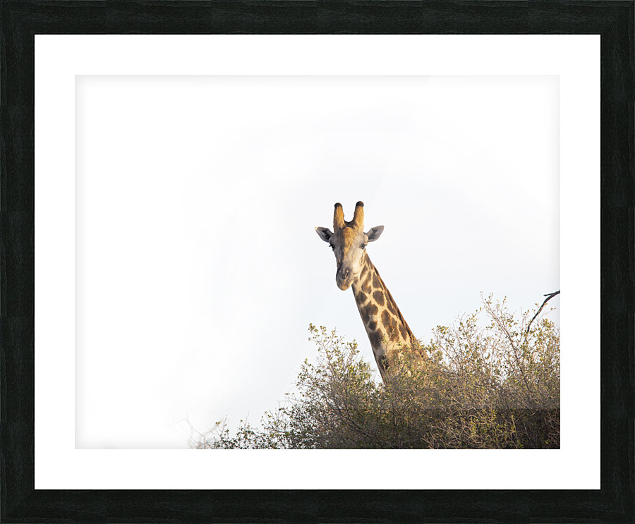 giraffe Picture Frame print