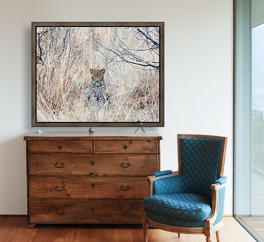 Baby Leopard sitting Reproduction