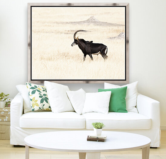 sable 11 x 8.5 Reproduction