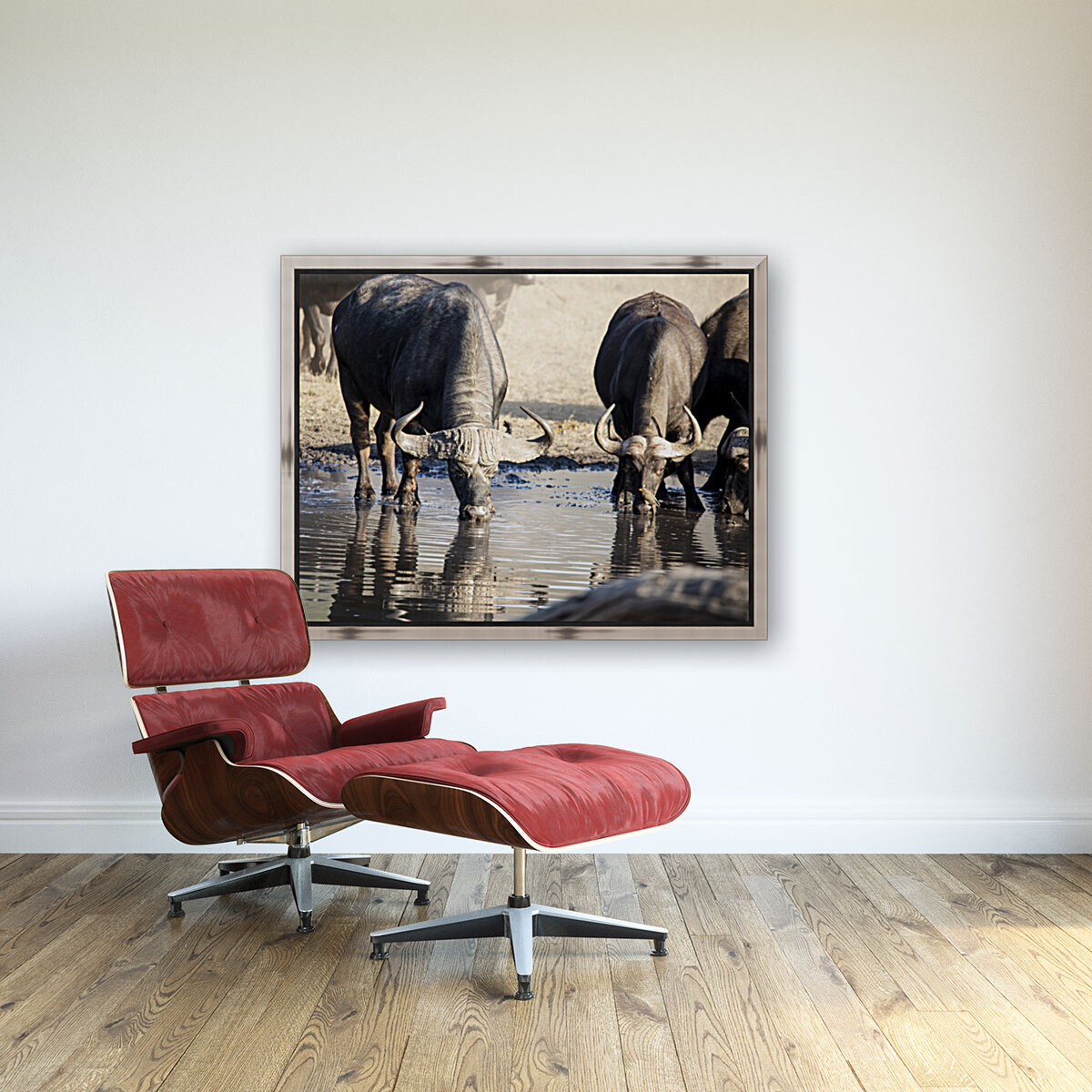 cape buffalo Reproduction