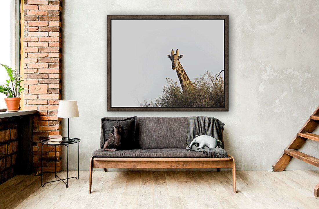 giraffe Reproduction