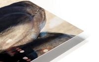 cape buffalo HD Metal print