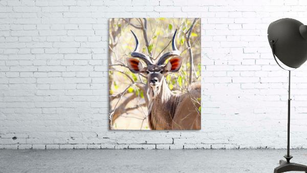 KUDU Wall Preview