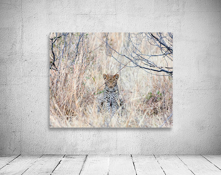Baby Leopard sitting Wall Preview