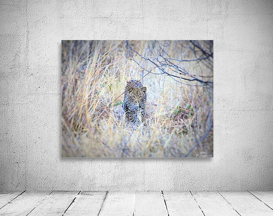 Baby Leopard Wall Preview