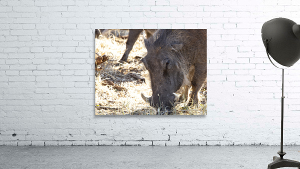 pumba Wall Preview