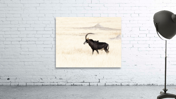 sable 11 x 8.5 Wall Preview