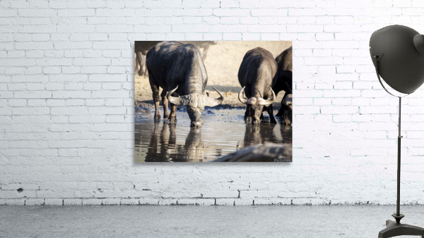 cape buffalo Wall Preview