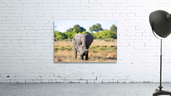 elephant dirt Wall Preview