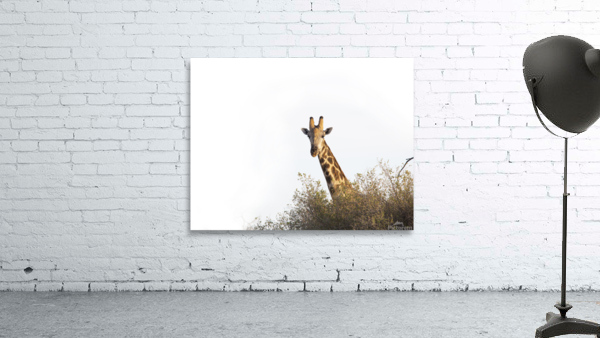giraffe Wall Preview
