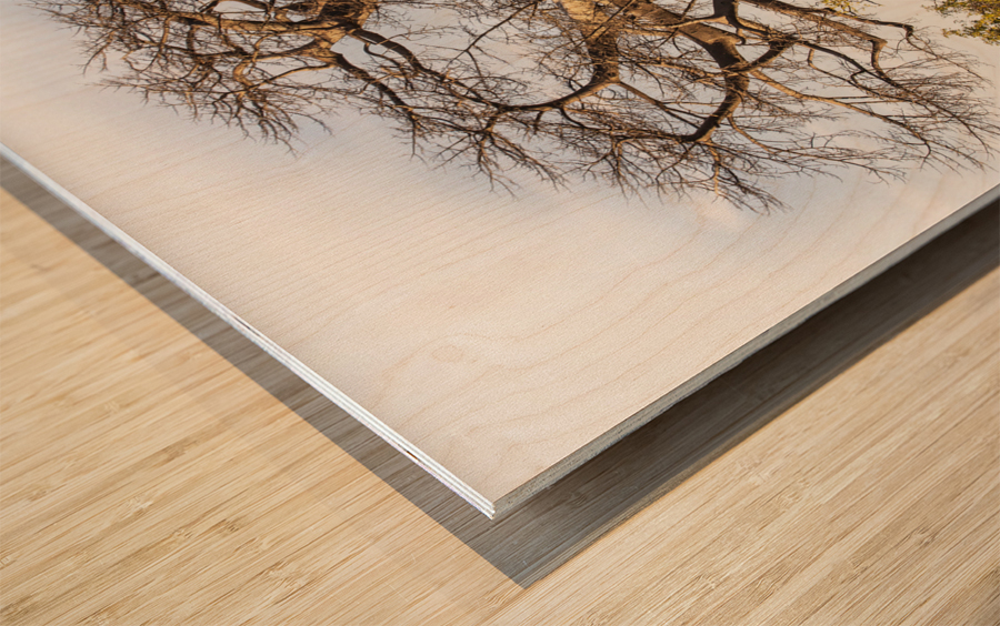 baobob Wood print