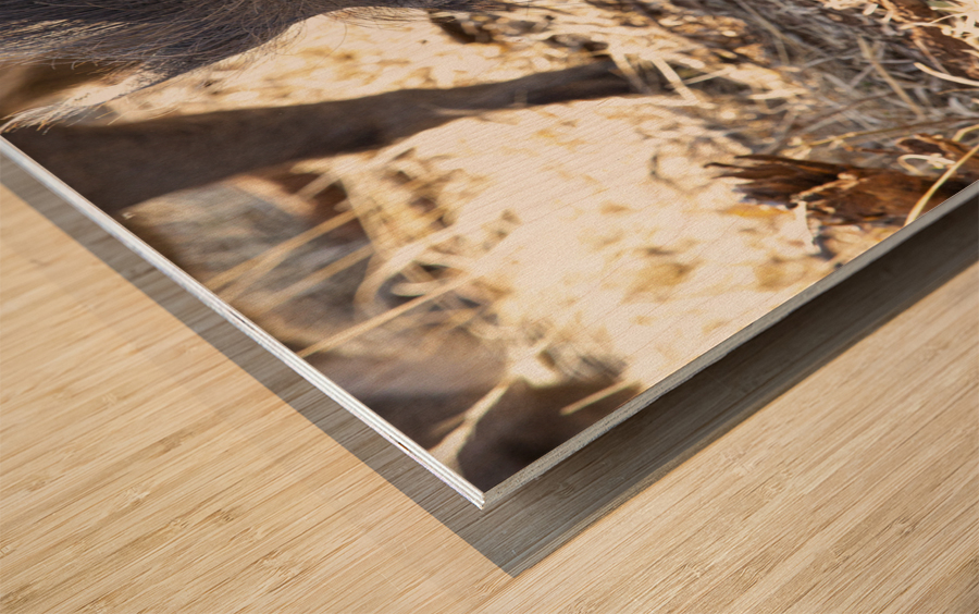 pumba Wood print