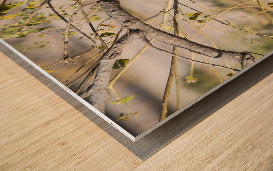zazu Wood print