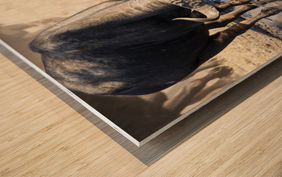 cape buffalo Wood print