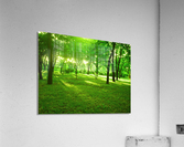 green forest Acrylic Print