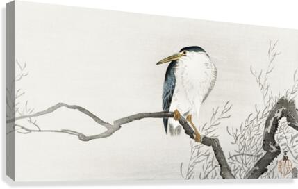 Quack on erratic branch Canvas Print