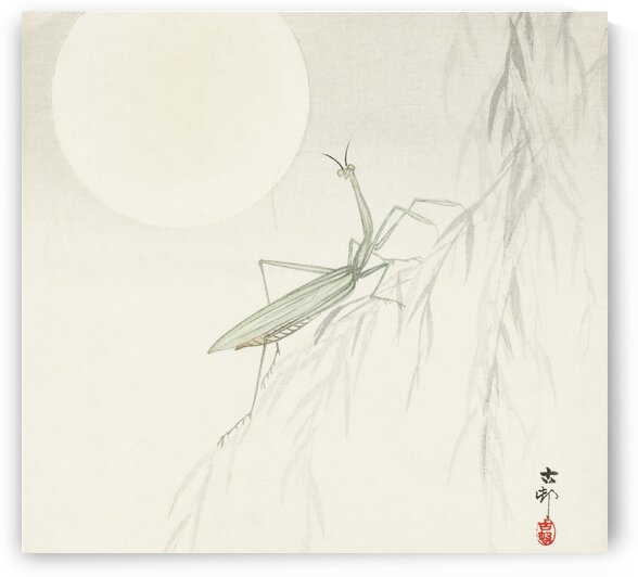 Praying mantis by Tony Tudor