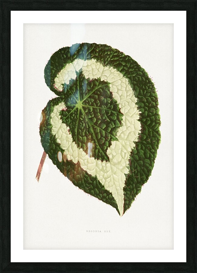 Begonia leaf illustration Picture Frame print