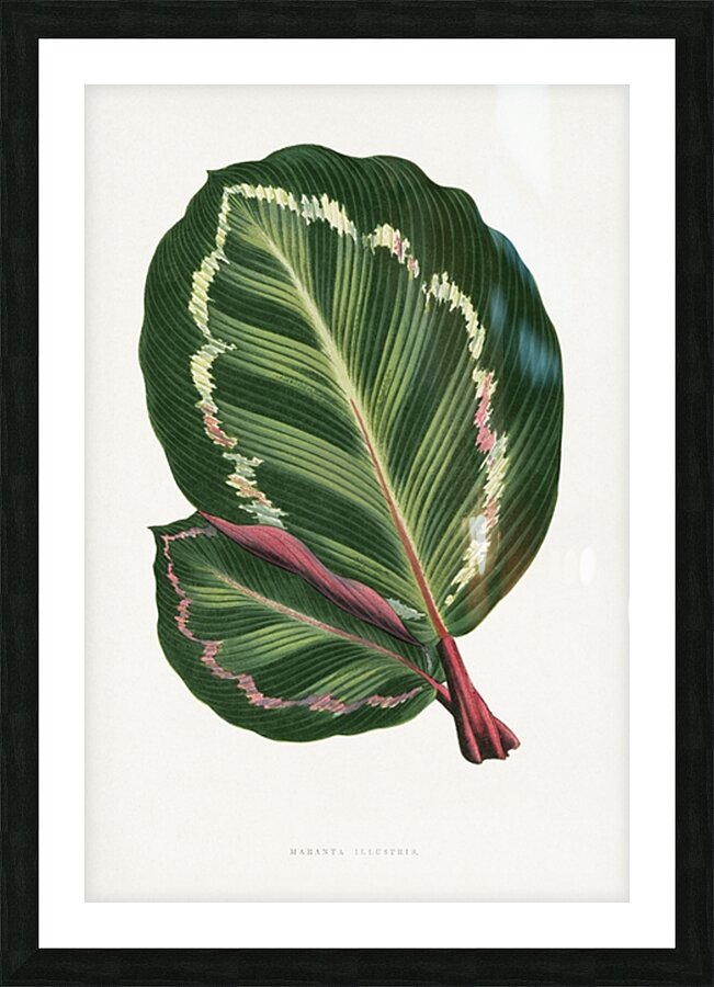 Maranta illustris Picture Frame print