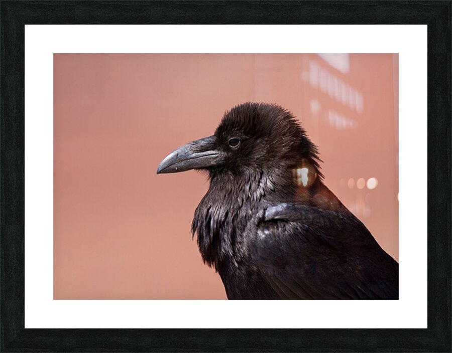 Common Raven Picture Frame print