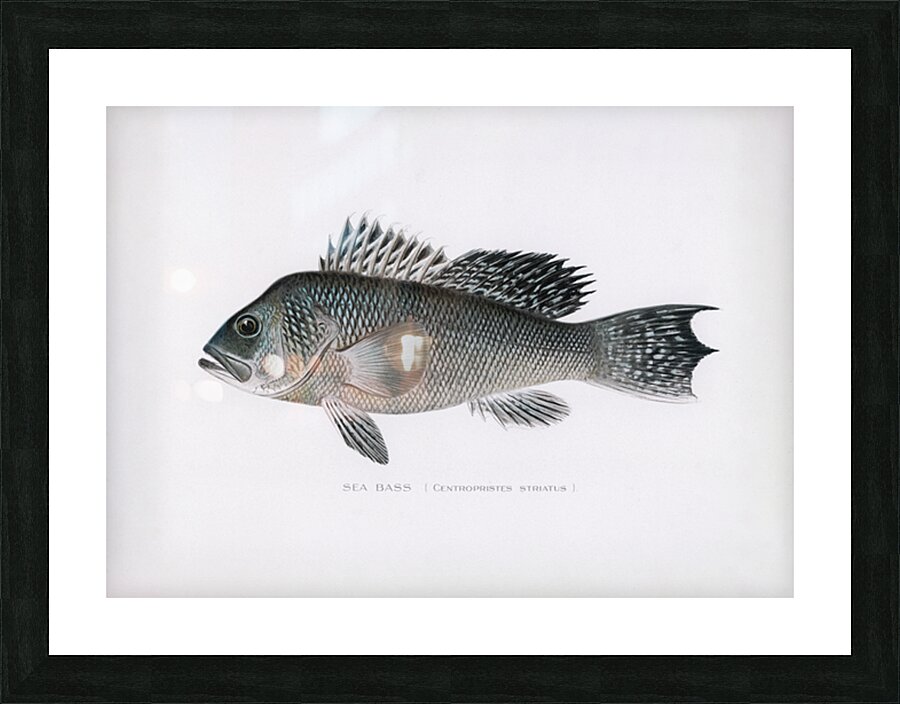 Sea Bass Picture Frame print