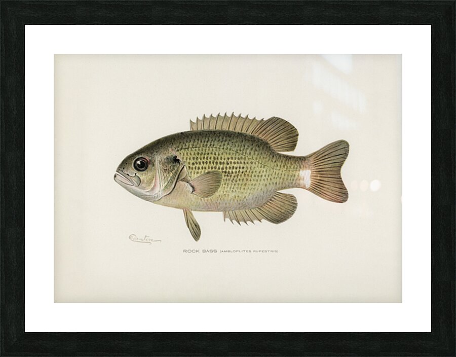 Rock Bass Picture Frame print