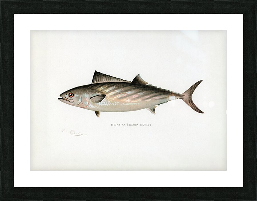 Atlantic bonito Picture Frame print