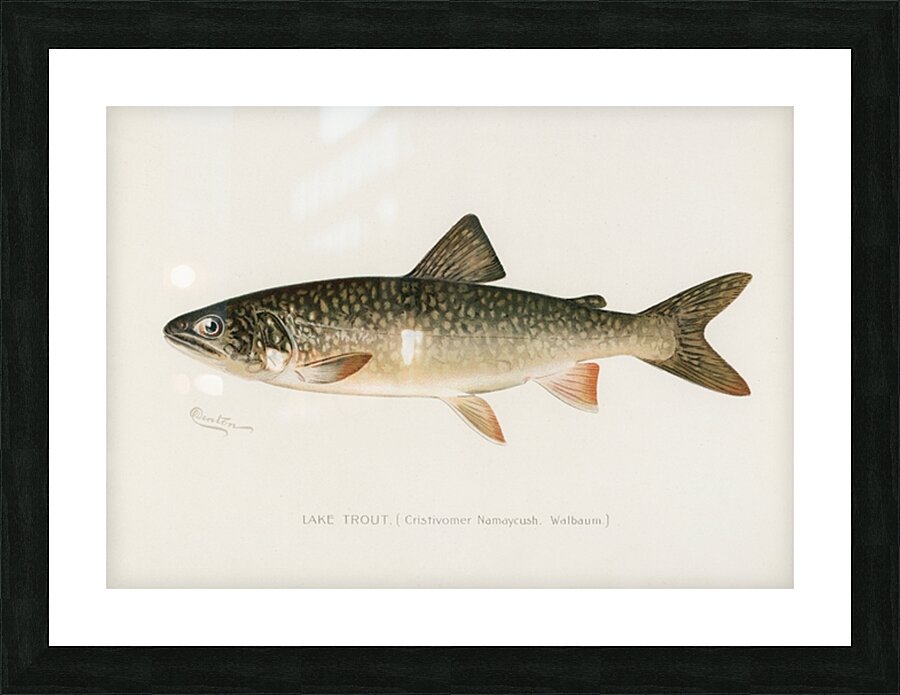 Lake Trout Picture Frame print