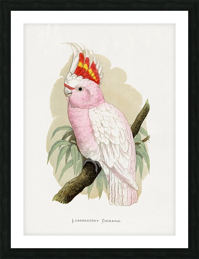 Leadbeaters Cockatoo Picture Frame print