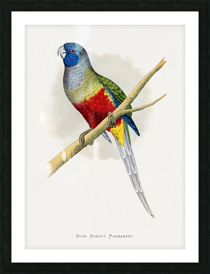 Blue Bonnet Parrakeet Picture Frame print