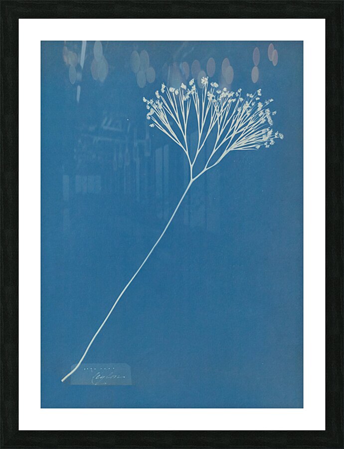 Ceylon Fern Picture Frame print