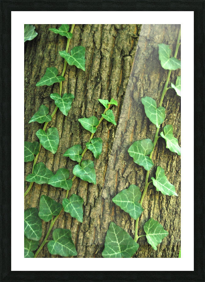 ivy on tree Picture Frame print