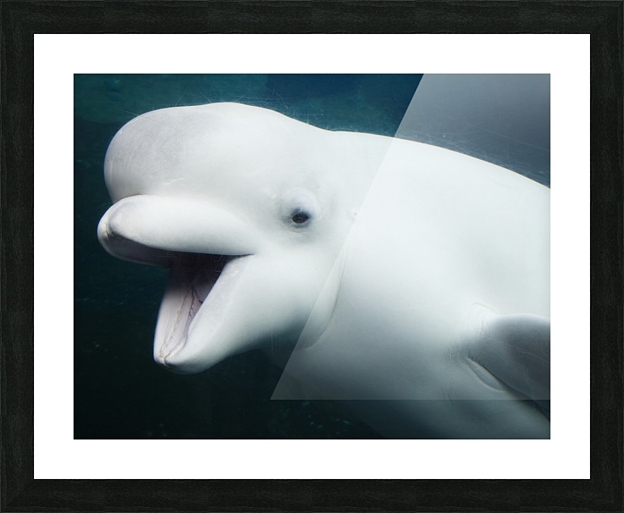 Baluga Whales Picture Frame print